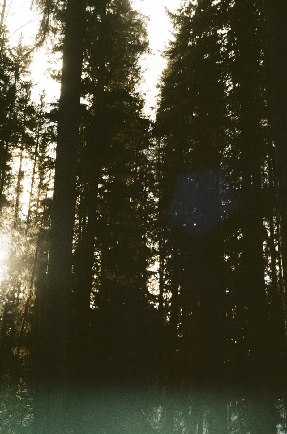 Sunlight through a stand of tall pine trees