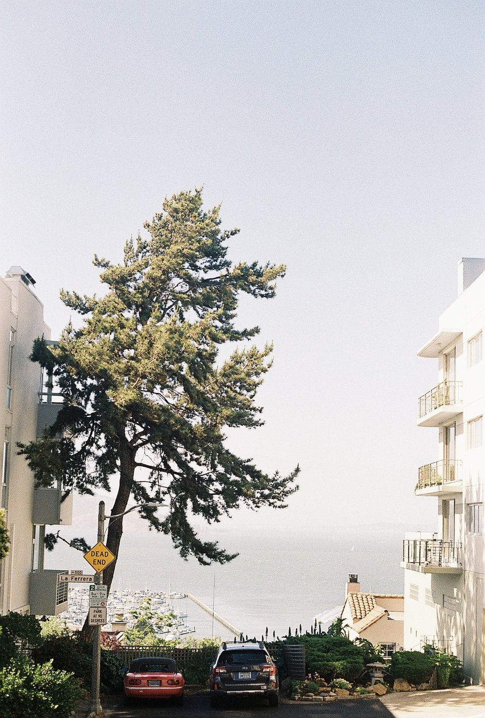 A tall tree beside an apartment building