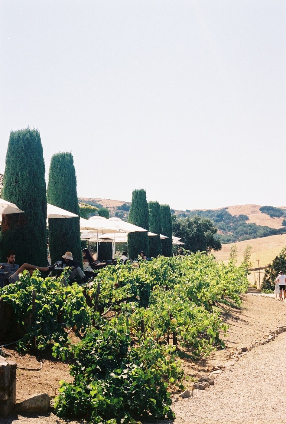 Rows of vines in a vineyard