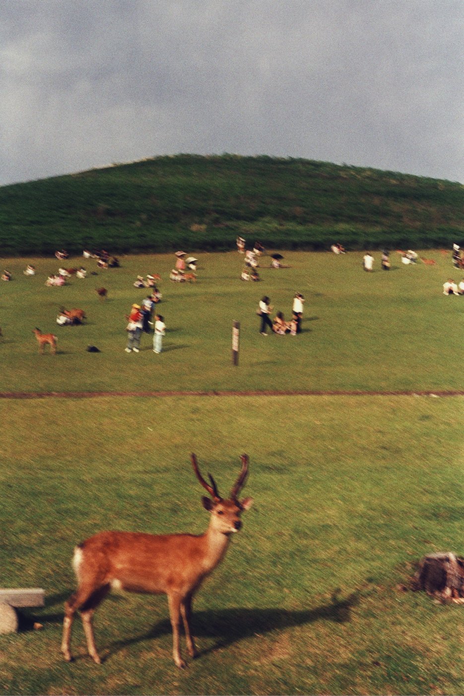 A deer grazing on a grassy field with people in the background