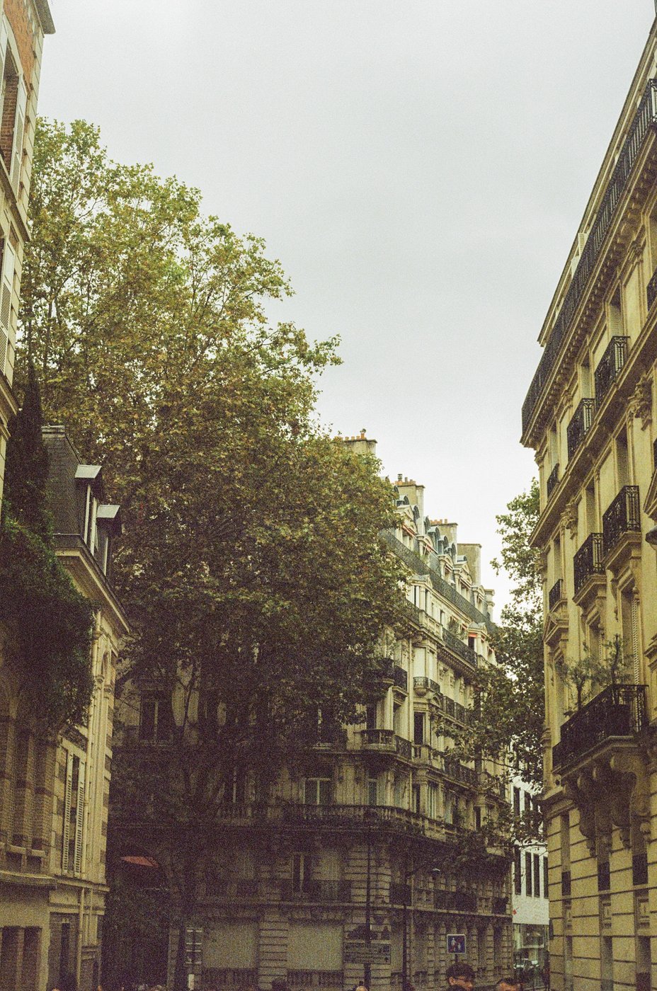 Tree-lined Parisian street with classic apartment buildings