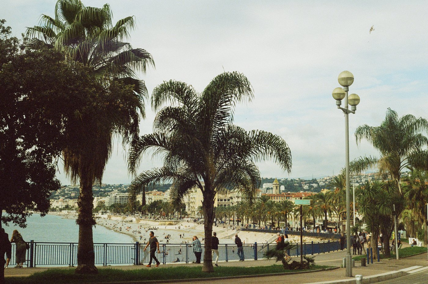 Palm trees along the Promenade des Anglais