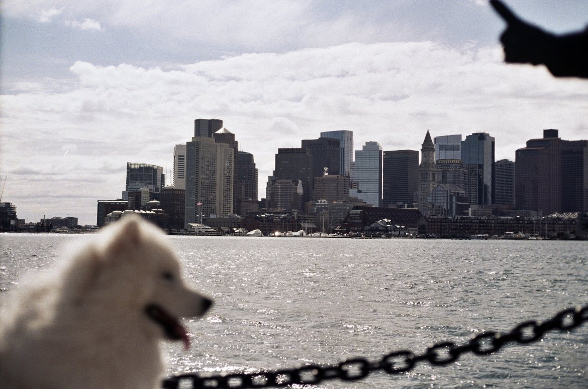 Boston skyline across the harbor, with a dog in the foreground
