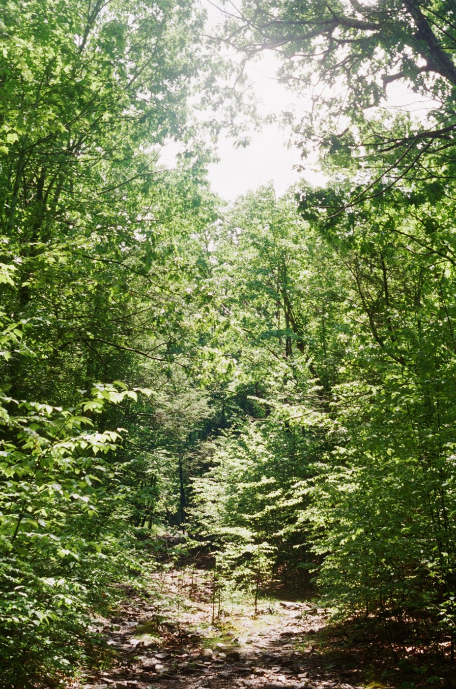 Sunlit forest trail